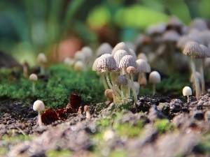 Cuttings, hats, tiny, mushroom