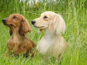 dachshunds, grass, Two cars