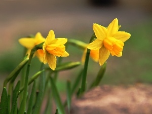 Daffodils