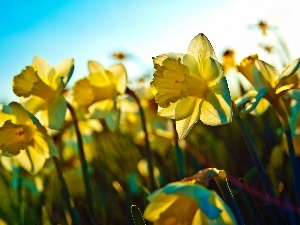 Daffodils