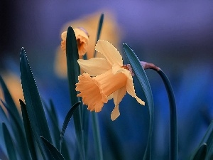 Daffodils, Flowers