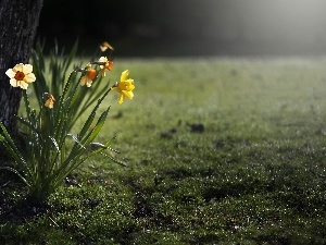 Daffodils, Flowers