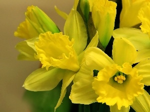 Flowers, Daffodils, Yellow