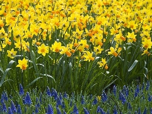 Daffodils, Flowers