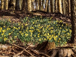 Daffodils, forest