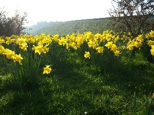 Meadow, Daffodils, Spring