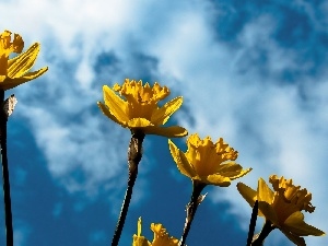Daffodils, Sky