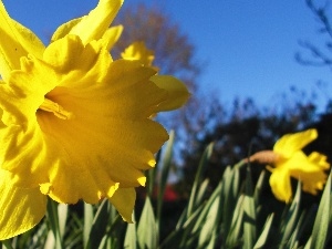 Daffodils, Sky