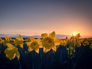 sun, Daffodils, west