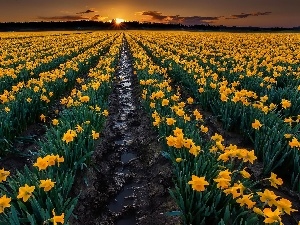 sun, Daffodils, west