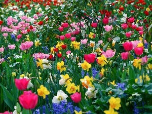 Tulips, Daffodils, color