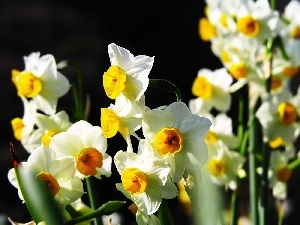 Daffodils, White