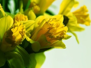 Daffodils, Yellow