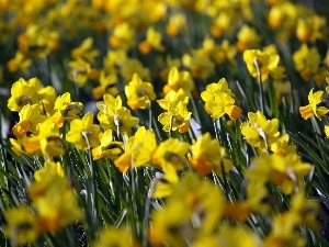 Daffodils, Yellow