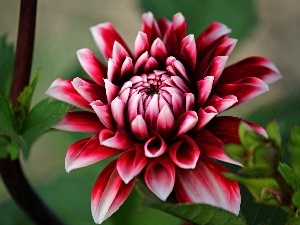 dahlia, Claret