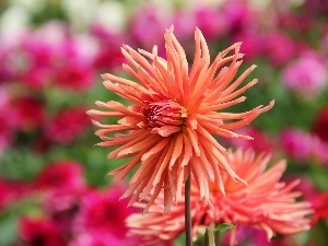 dahlias