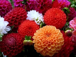 dahlias, color