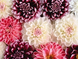 color, dahlias, Flowers