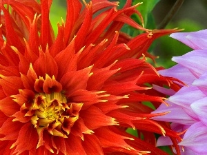 dahlias, color