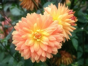 dahlias, developed