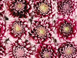 dahlias, Flowers