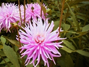 dahlias, Pink