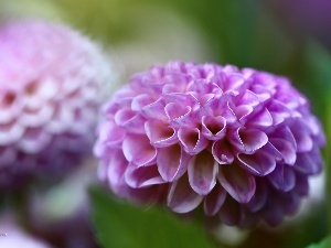 dahlias, Pink