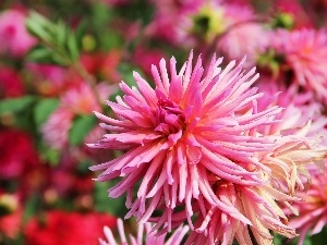 dahlias, Pink