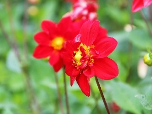 dahlias, Red