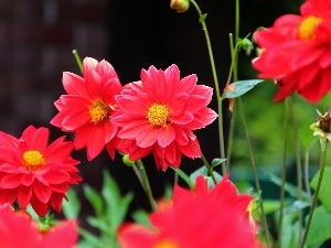 dahlias, Red