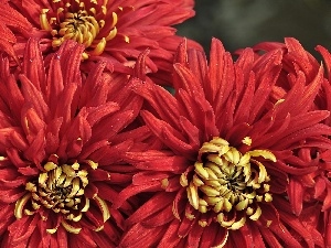 dahlias, Red