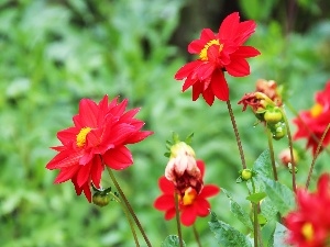 dahlias, Red