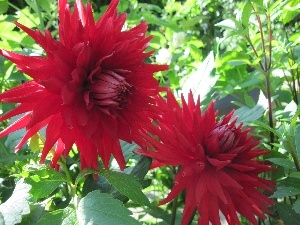 dahlias, Red