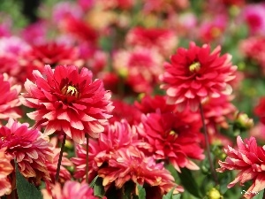 dahlias, Red