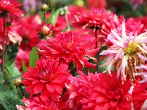 dahlias, Red