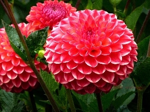 dahlias, Red