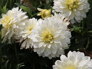 dahlias, White