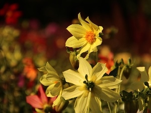 dahlias, Yellow