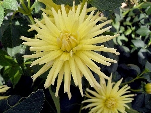 dahlias, Yellow