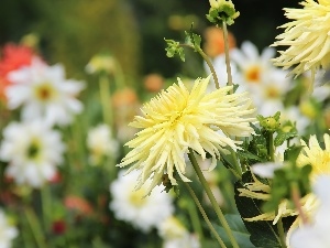 dahlias, Yellow