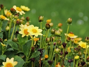 dahlias, Yellow