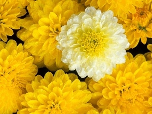 dahlias, Yellow