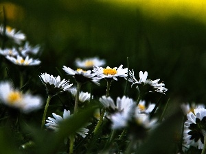 daisies