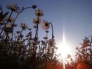 daisies