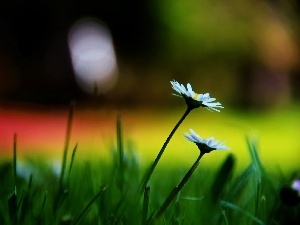 daisies