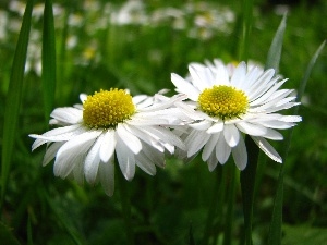 daisies