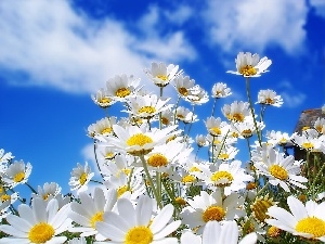 daisies