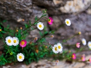 daisies, color