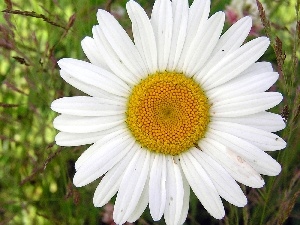 flakes, daisy, White