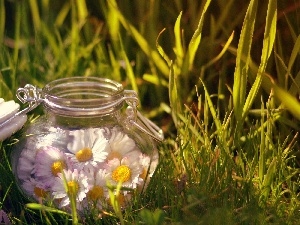 jar, daisies, Meadow